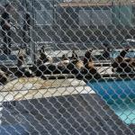 TourdSoCal_1_0031 (September 11, 2015)